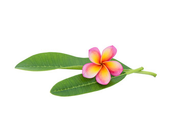 Frangipani isolated with clipping path