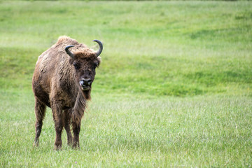 Naklejka na ściany i meble European bison bison bonasus, cardus linuaeus
