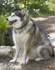 Alaskan Malamute outdoor