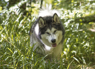 Alaskan Malamute outdoor