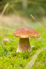 Boletus macro photo in moss