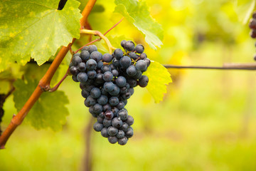 Red wine grapes on vineyard
