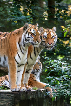 Bengal tiger panthera tigris tigris in captivity