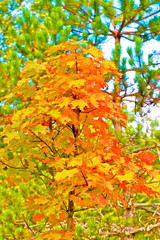 L'AUTOMNE ARRIVE AIN 2