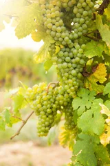Poster White wine grapes on vineyard © Jag_cz