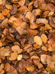 Golden beech tree leaves on ground in Autumn