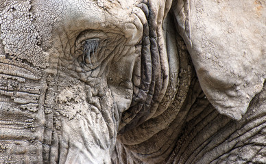 Fototapeta na wymiar Close up facial portrait of African Elephant Loxodonta Africana