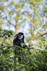 De Brazza monkey eating in treetops Cercopithectus neglectus