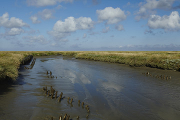 Westerhever - Salzwiesen