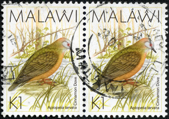 stamp printed in Malawi shows the cinnamon dove