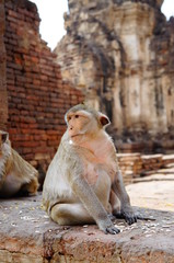 Monkey Lopburi Thailand