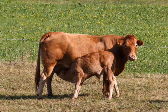 Vaca raza Limusin con ternero.