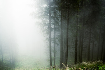 Naklejka premium Fog in the forestof Paneveggio, Trentino - Dolomites