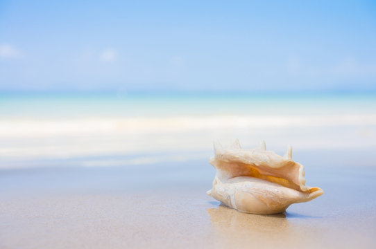 A beach with seashell of lambis truncata on wet sand. Tropical p