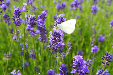 Blühender wilder Salbei 02