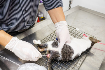 Veterinarian hold forcep and remove feces (enema) of kitten(cons