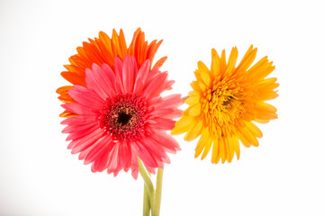 gerbera flower isolated on whitebackground