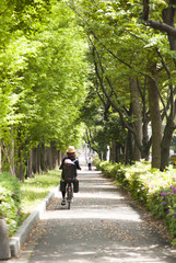 並木道を走る自転車