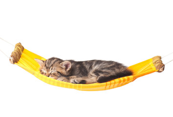 Cute kitten