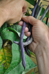 récolte d'haricots