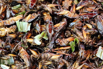 A pile of fried crickets as popular Thai street food snack