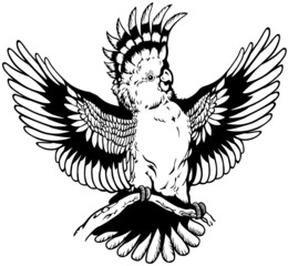 cockatoo black and white © insima