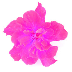 pink flower