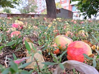 Apples in city