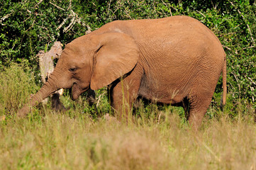 Young Elephant, Addo Elephant National park, South Africa