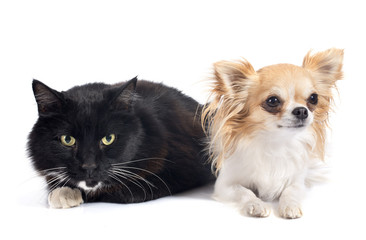 black cat and chihuahua