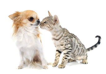 Obraz premium bengal cat and chihuahua
