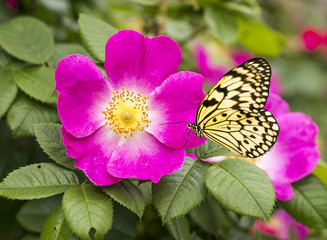Rosenblüte