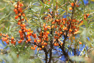 branch of sea-buckthorn