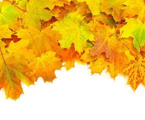 Obraz na płótnie Canvas autumn leafs isolated on a white