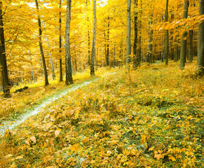 Fototapeta premium autumn forest