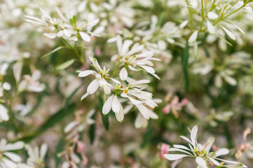 Little Flowers