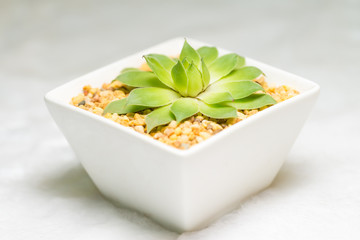 isolated succulent plant