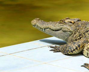 Alligator