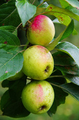 Group of apples 'Pinova'