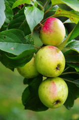 Pinova's apples on a tree