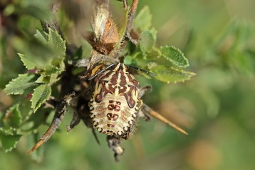 Wanzenlarve (Carpocoris sp.) im letzten (5.) Larvenstadium