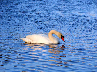 Mute Swan (Cygnus olor) Illinois