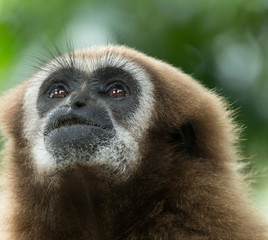gibbon