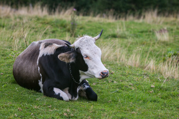 Cow