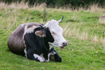 Cow