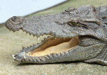 Alligator