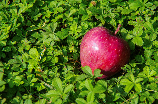Annurca's apple in the meadow