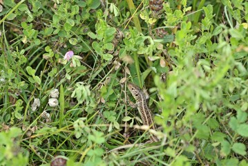Weibliche Zauneidechse (Lacerta agilis) im Kalkmagerrasen-Urwald