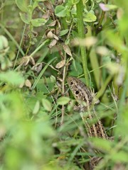 Naklejka premium Weibliche Zauneidechse (Lacerta agilis) im Kalkmagerrasen-Urwald