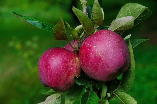 Two annurca's apples on a tree branch
